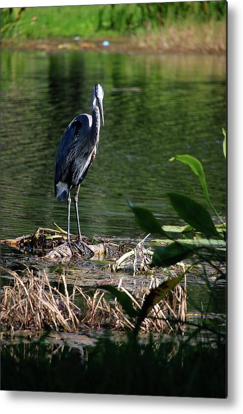 Great Blue Heron Leesburg Florida Central Florida Lake Harris Metal Print featuring the photograph Great Blue Heron at Venetian Gardens #3 by Philip And Robbie Bracco