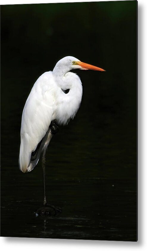 Great Egret Metal Print featuring the photograph Great Egret by Shixing Wen