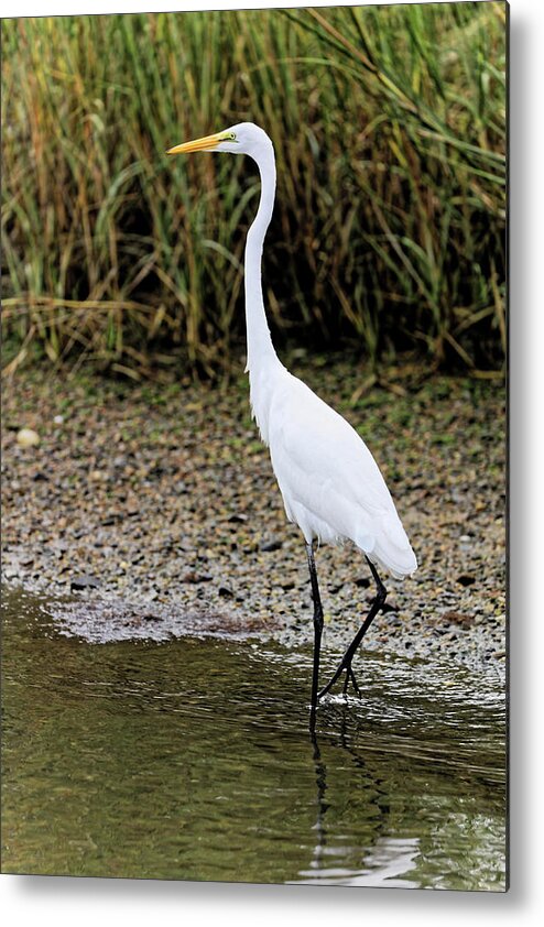 Great Egret Metal Print featuring the photograph Great Egret Walking in Water by Doolittle Photography and Art