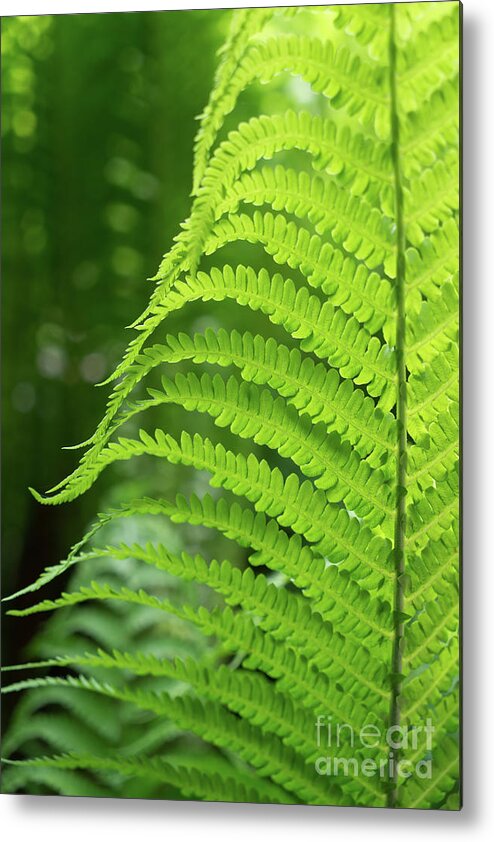 Fern Metal Print featuring the photograph Green fern and summer dream in the forest by Adriana Mueller