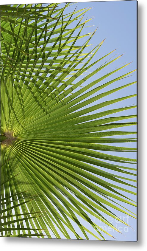 Palm Leaf Metal Print featuring the photograph Green palm leaf and blue sky, beach season by Adriana Mueller