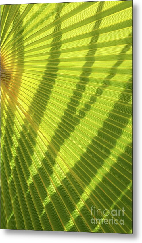 Palm Leaf Metal Print featuring the photograph Green palm leaf and shadows 1 by Adriana Mueller