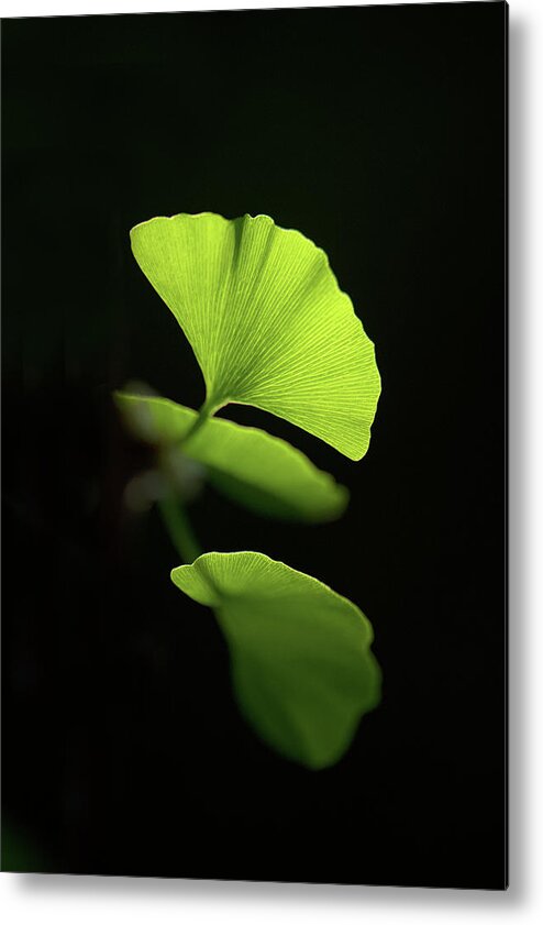 Leaves Metal Print featuring the photograph Green Sagacity by Philippe Sainte-Laudy