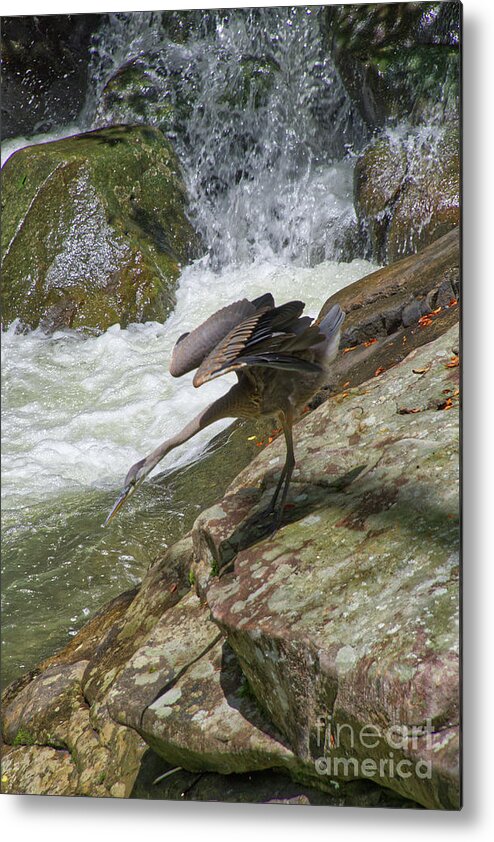 Grey Heron Metal Print featuring the photograph Grey Heron Hunting by Phil Perkins