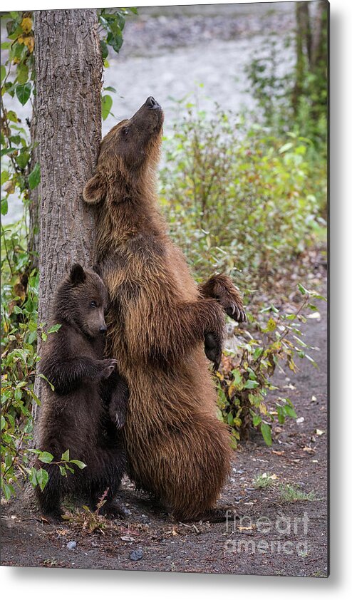 00579255 Metal Print featuring the photograph Grizzly and Cub Scratching by Marion Vollborn