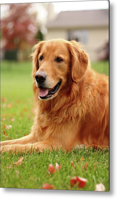 Dog Metal Print featuring the photograph Handsome Golden by Lens Art Photography By Larry Trager