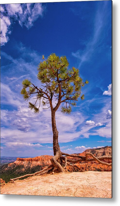 Bryce Metal Print featuring the photograph Hanging On by Phil Marty