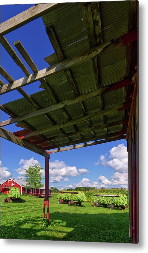 Tobacco Metal Print featuring the photograph Headed to the Shed - Veum Tobacco Harvest Series 3 of 4 by Peter Herman
