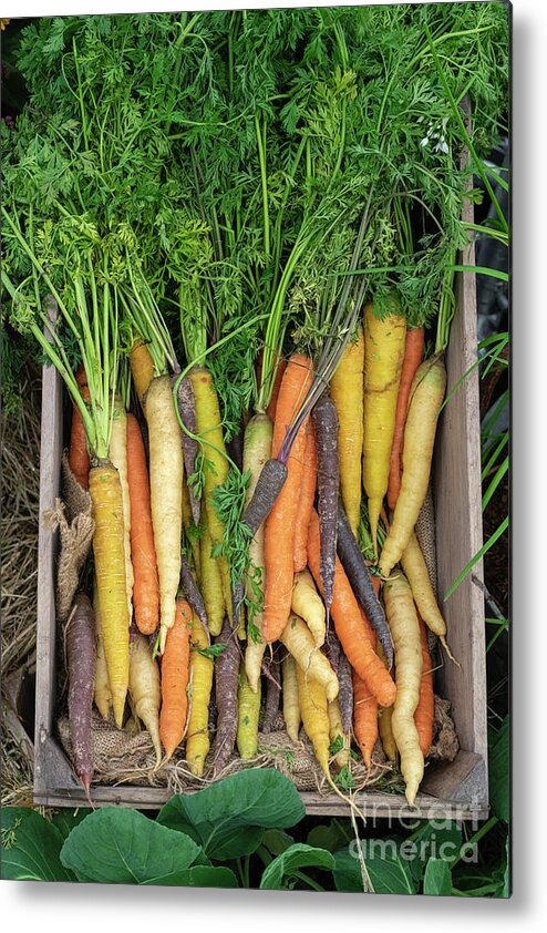 Mixed Carrots Metal Print featuring the photograph Heritage Carrots in Wooden Tray by Tim Gainey