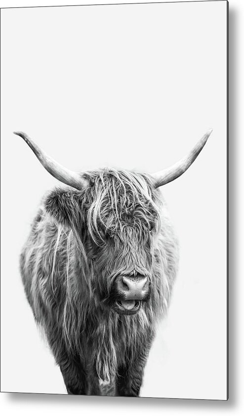 Highlander Cow Metal Print featuring the photograph Highlander Cow by Dale Kincaid