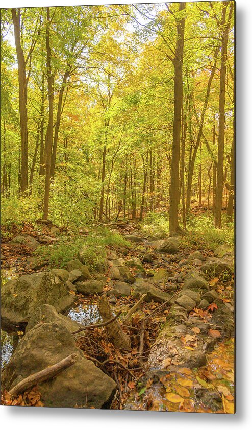 Road Metal Print featuring the photograph Hiking Through the Enchanted Forest by Auden Johnson