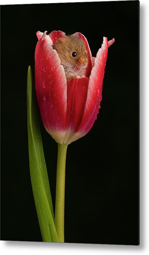 Harvest Metal Print featuring the photograph HM Tulip-02013 by Miles Herbert