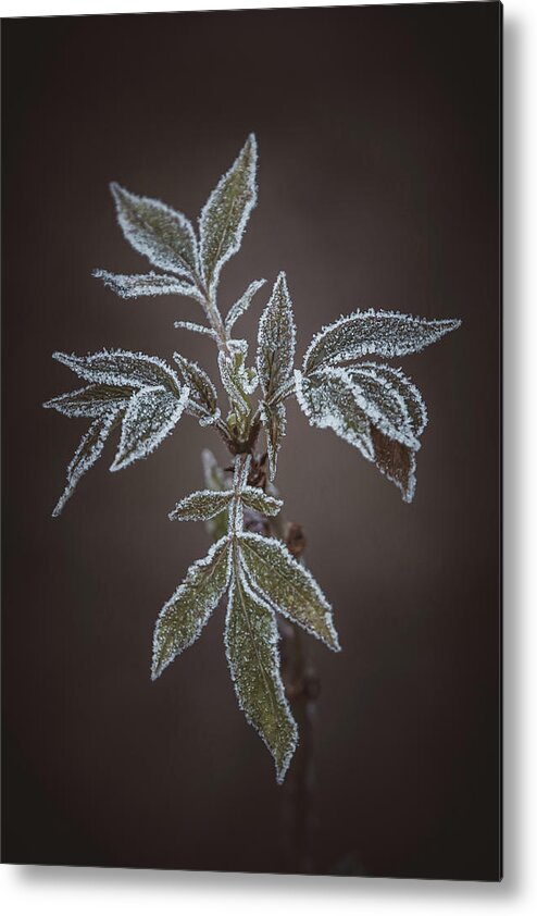 Cold Metal Print featuring the photograph Hoarfrost by Marc Braner