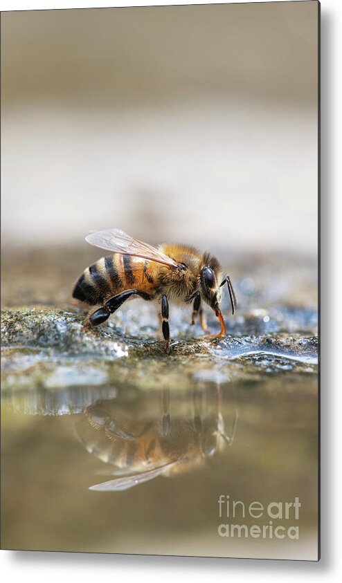 Apis Mellifera Metal Print featuring the photograph Honey Bee Drinking Water with Reflection by Tim Gainey