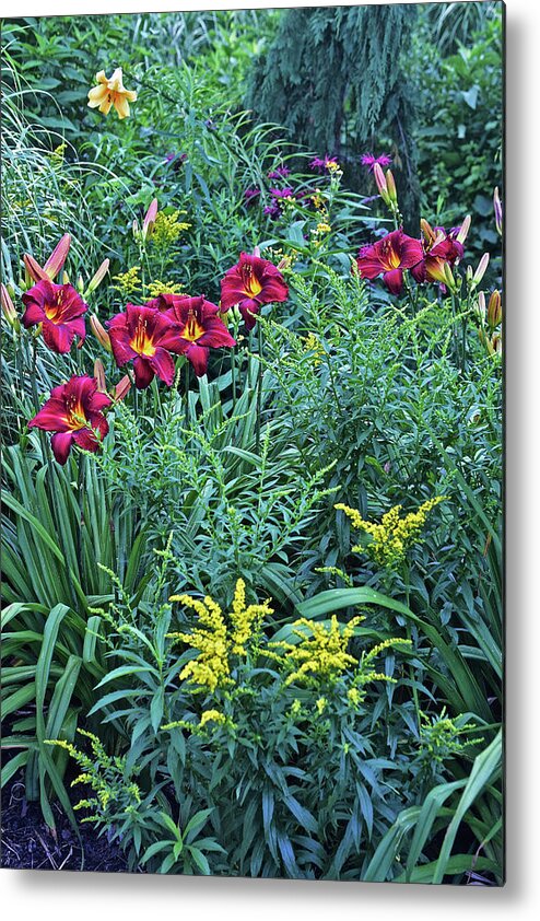 Summer Metal Print featuring the photograph Hot July Daylilies by Janis Senungetuk