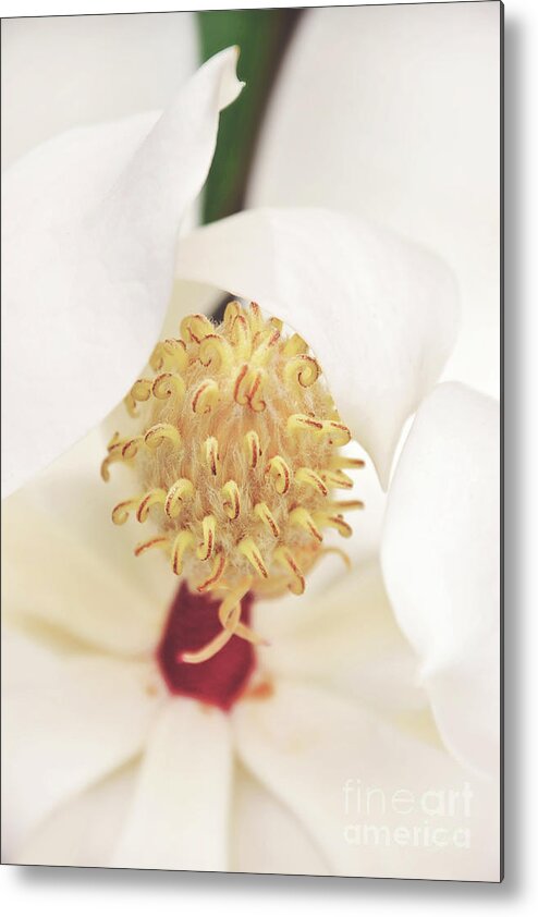 Magnolia Metal Print featuring the photograph Hugs by Kimberly Chason