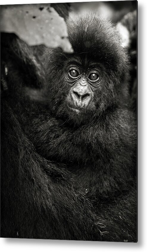 Gorilla Metal Print featuring the photograph Jeune gorille Humba by Sebastien Meys