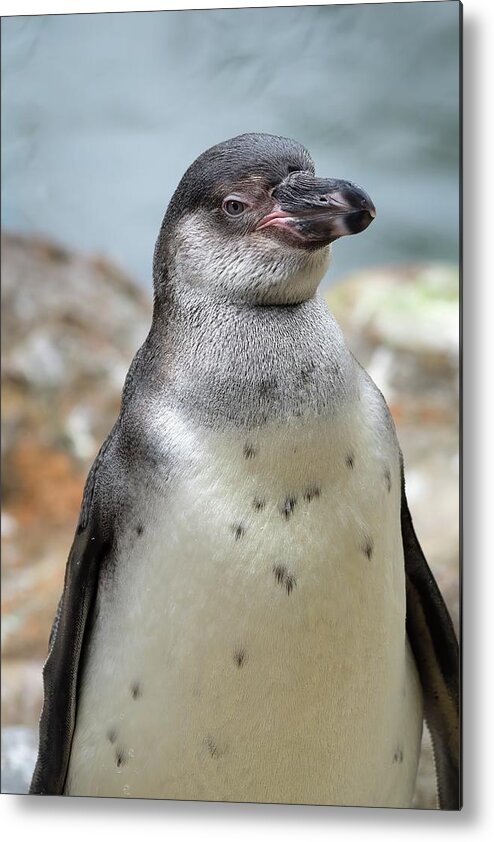 Animal Metal Print featuring the photograph Humboldt penguin, juvenile by James Lamb Photo