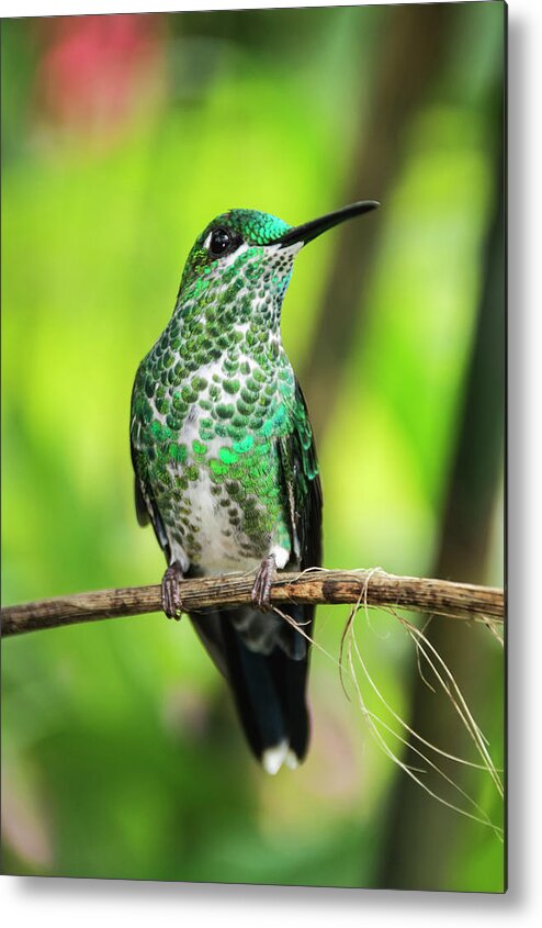 Hummingbird Metal Print featuring the photograph Hummingbird in Rainforest by Oscar Gutierrez