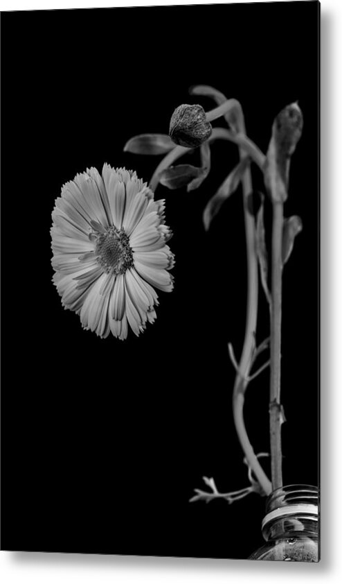 Still Life Metal Print featuring the photograph Humpback daisy in black and white by Alessandra RC