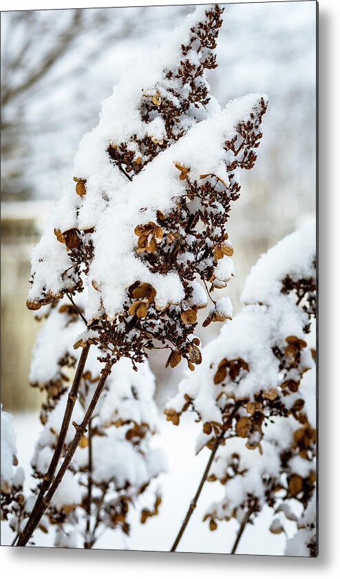 Snow Metal Print featuring the photograph Hydrangea Waits for Spring by Craig A Walker