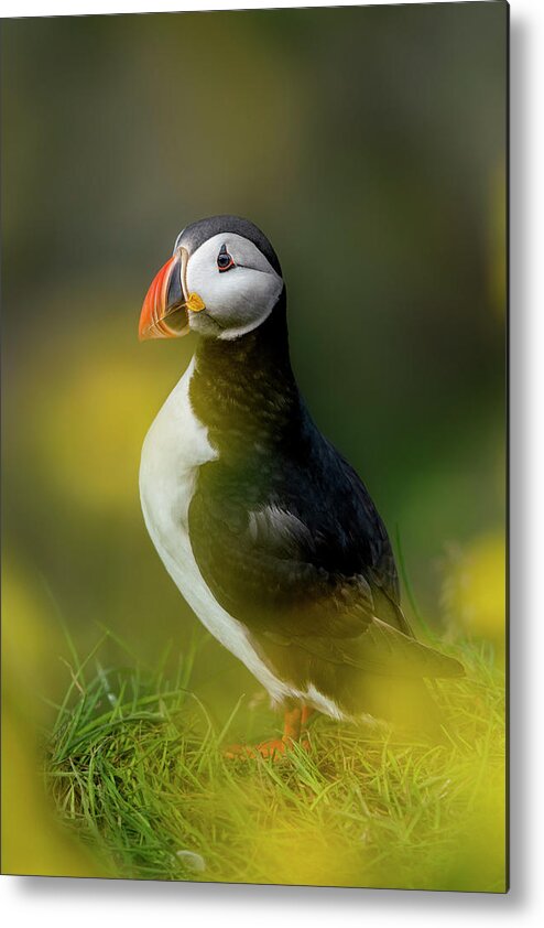 Puffin Metal Print featuring the photograph Iceland - Atlantic puffin by Olivier Parent