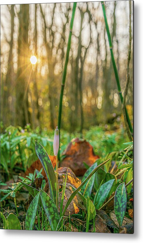 Trout Lily Metal Print featuring the photograph In Bloom by Flowstate Photography
