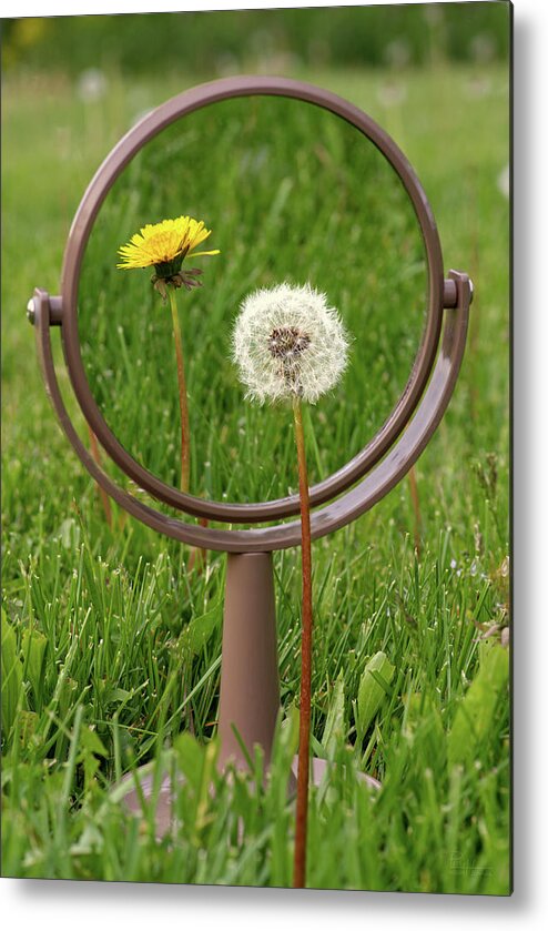 Dandelion Metal Print featuring the photograph In the Eye of the Beholder - Dandelion seed puff with flower reflected in mirror by Peter Herman