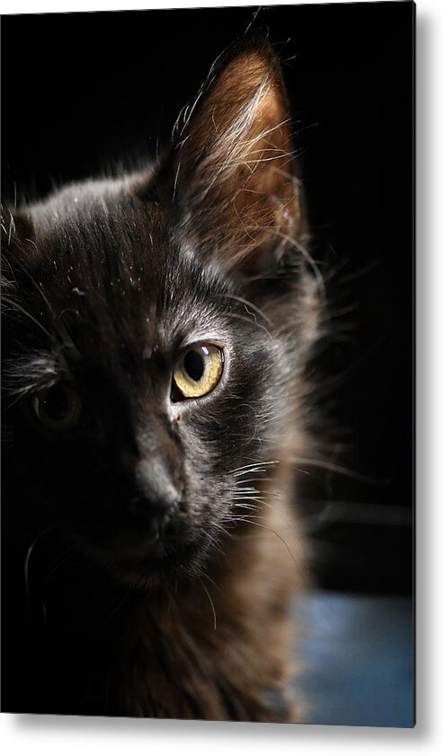 Cat Metal Print featuring the photograph Innocent by DArcy Evans