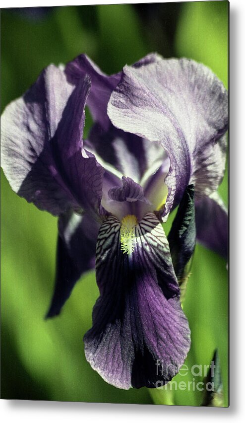 Arizona Metal Print featuring the photograph Into the World of the Iris by Kathy McClure
