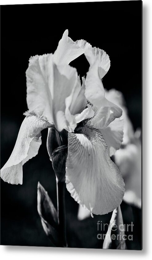Iris Metal Print featuring the photograph Iris Ballet Dancing on Stage BWNo. 4694 by Sherry Hallemeier