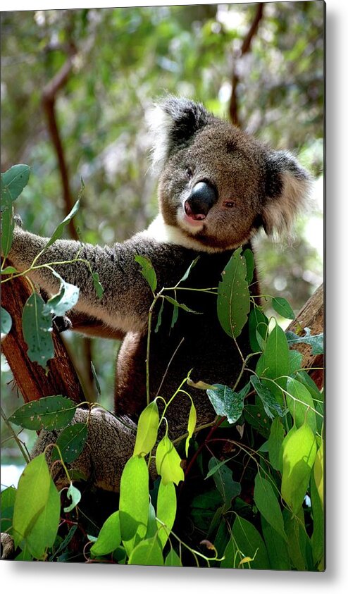 Australian Metal Print featuring the photograph Is This The Pose You Wanted? by Graham Palmer