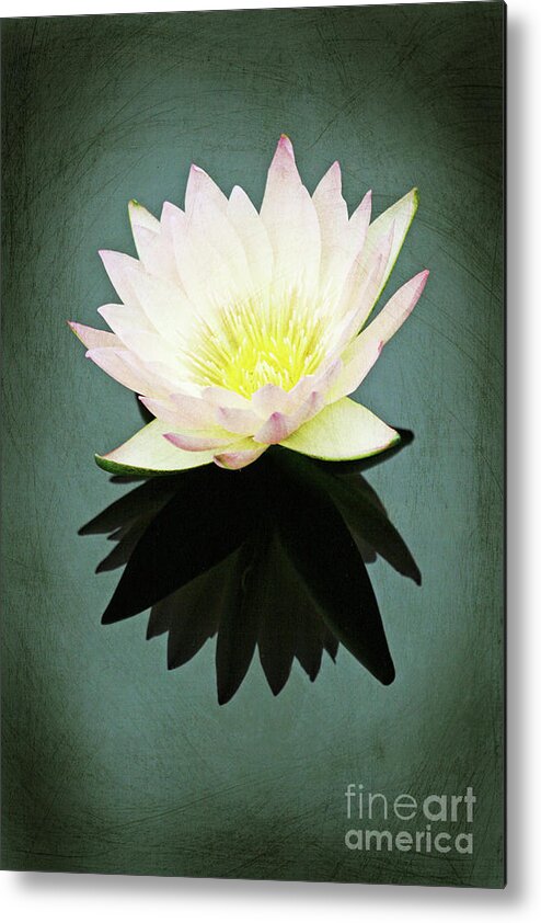 Water Lily; Water Lilies; Lily; Lilies; Flowers; Flower; Floral; Flora; White; White Water Lily; White Flowers; Green; Digital Art; Photography; Reflection; Water; Painting; Simple; Decorative; Décor; Macro; Close-up Metal Print featuring the photograph Isolated Water Lily by Tina Uihlein