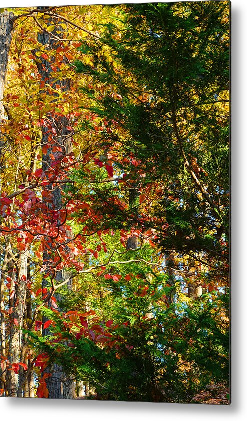Colorful Metal Print featuring the photograph It's So Easy Being Green - A Piedmont Autumn Impression by Steve Ember