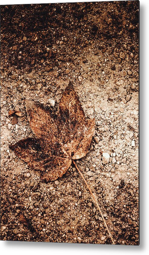Leaf Metal Print featuring the photograph I've fallen of my home by Yasmina Baggili