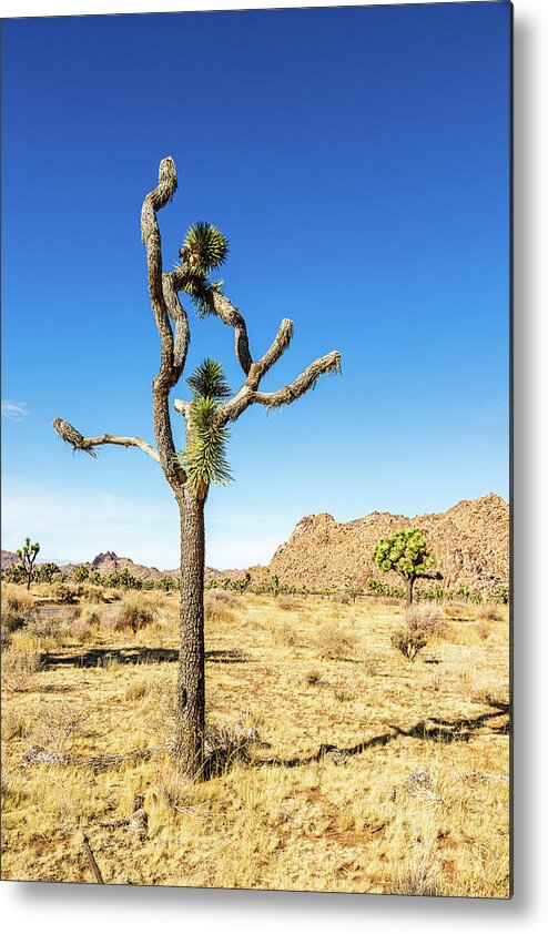 Landscapes Metal Print featuring the photograph Joshua Tree-4 by Claude Dalley