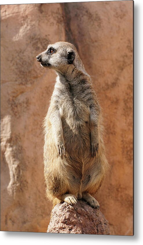 Alert Metal Print featuring the photograph Meerkat On Guard Duty by Tom Potter