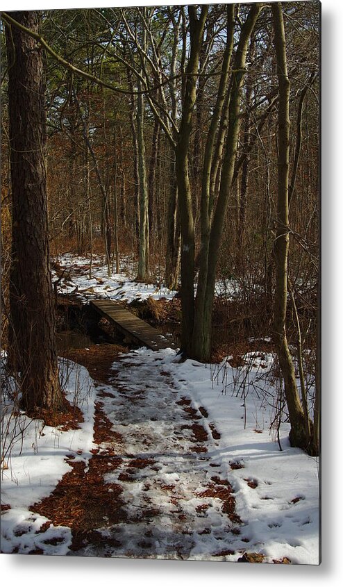 Forest Trees Winter Metal Print featuring the photograph Knro0201 by Henry Butz