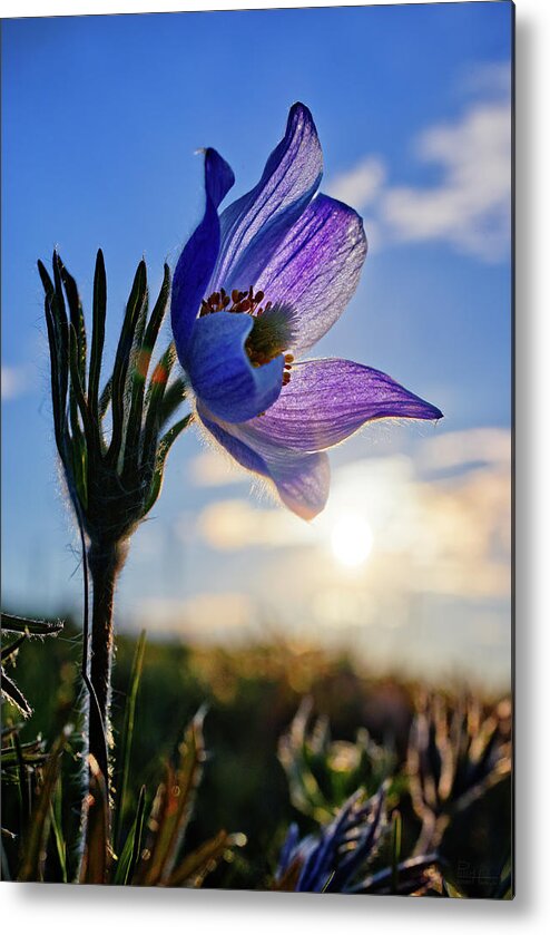 Prairie Crocus Metal Print featuring the photograph Late Bloomer - a very late-blooming prairie crocus on a ND coulee hill pasture by Peter Herman