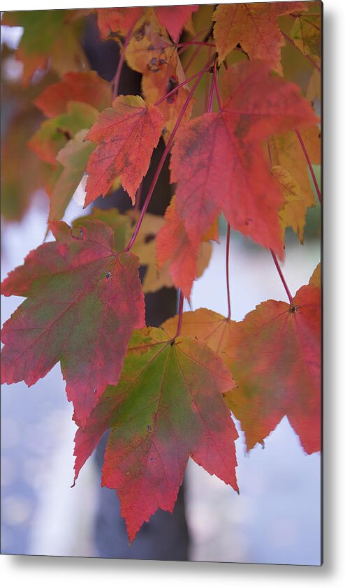 Acer Rubrum Metal Print featuring the photograph Late Fall Colors by Jeff Folger