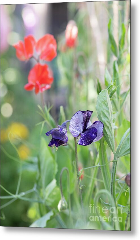 Sweet Pea Earl Grey Metal Print featuring the photograph Sweet Pea Earl Grey Flowers by Tim Gainey