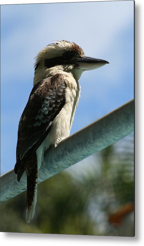 Animals Metal Print featuring the photograph Laughing Kookaburra by Maryse Jansen