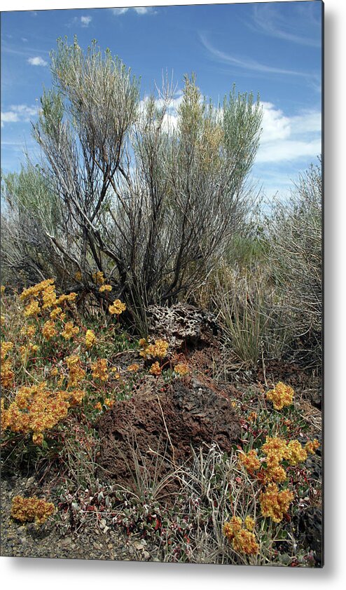 Lava Beds Color Brush Metal Print featuring the photograph Lava Beds Color Brush by Dylan Punke