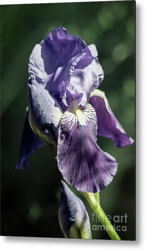 Flowers Metal Print featuring the photograph Lavender Flower and Bud by Kathy McClure