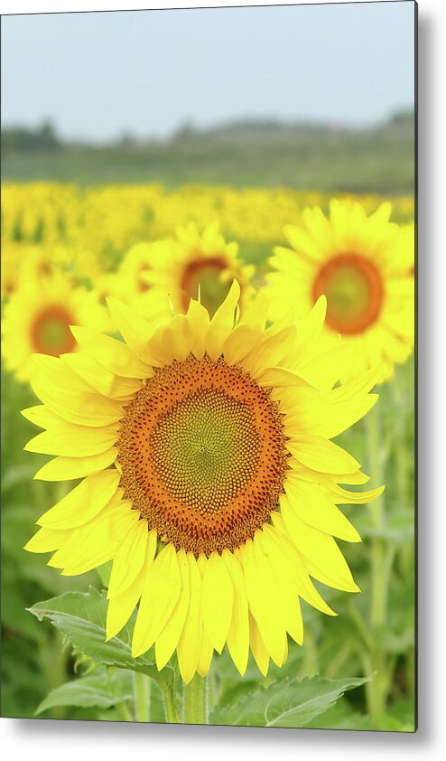 Sunflower Metal Print featuring the photograph Leader Of The Pack by Lens Art Photography By Larry Trager