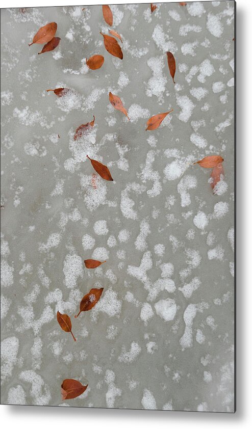 Leaves Metal Print featuring the photograph Leaves On Winter Ice by Phil And Karen Rispin