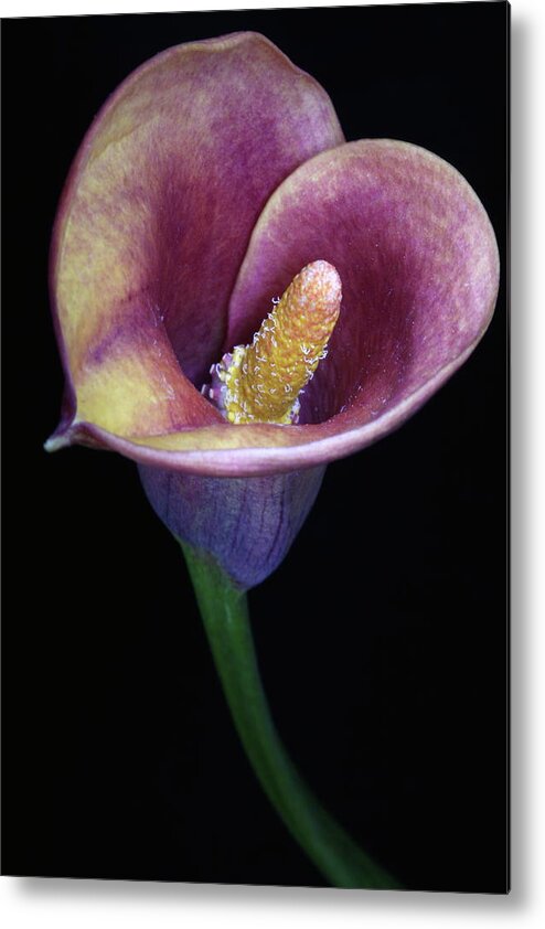Flower Metal Print featuring the photograph Lily Feb282008 by Julie Powell