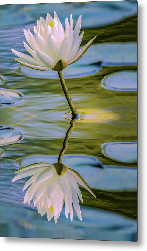 Flower Metal Print featuring the photograph Lily Reflection by Cathy Kovarik