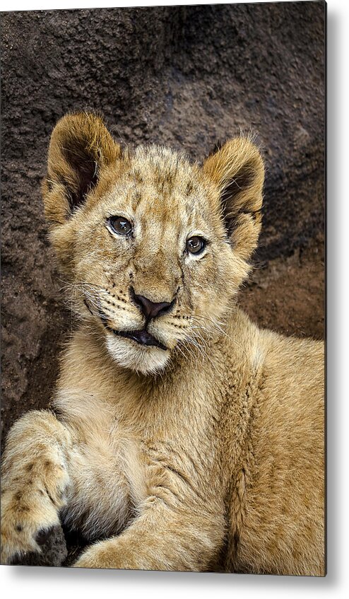 Lion Metal Print featuring the photograph Lion Cub by Linda Villers