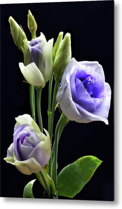 Lisianthus Metal Print featuring the photograph Lisianthus And Buddies by Terence Davis